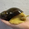 achatina reticulata / Congosnegl XL