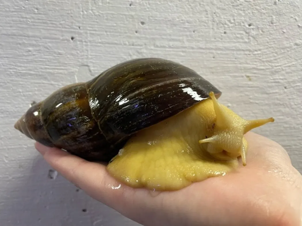 achatina reticulata / Congosnegl XL
