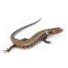 African Fire Skink (Riopa fernandi)