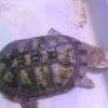 Afrikansk hjelmskildpadde (Pelomedusa subrufa)