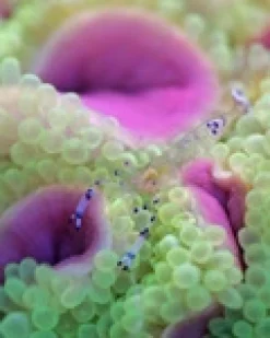 Anemone (Entacmea quadricolor) Bright Green