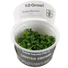 Anubias barteri 'Mini Coin' limited edition