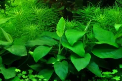 Anubias barteri var. nana Large potte