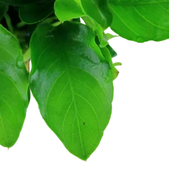 Anubias barteri var. nana Large potte