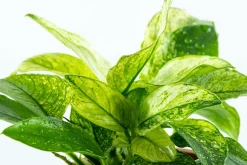 Anubias barteri var. nana Pinto potte