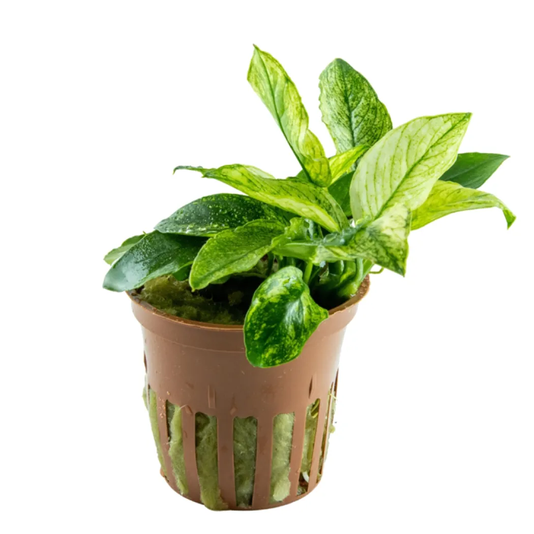 Anubias barteri var. nana Pinto potte