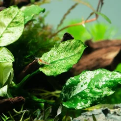 Anubias barteri var. nana Pinto potte