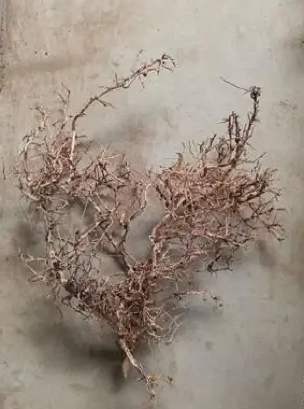 Aquascaping Root 35-45 cm