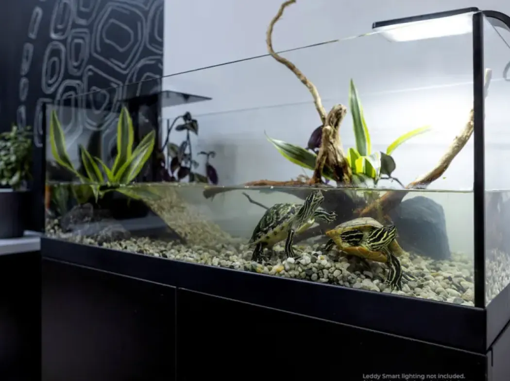 Aqua Terrarium 100x35x40,5 cm til Sumpskildpadder