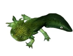 Axolotl (Ambystoma Mexicanum Green) - det evige larvestadie i akvariet