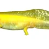 Axolotl (Ambystoma Mexicanum Gold)- det evige larvestadie i akvariet