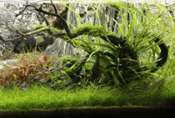 Back to Nature Amazonas 120 cm
