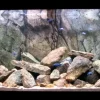 Back to Nature Rocky-Juwel 120 cm