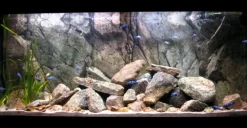 Back to Nature Rocky-Juwel 120 cm