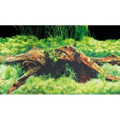Baggrund til akvarium Beplantet og mos (50 cm høj) 100 cm