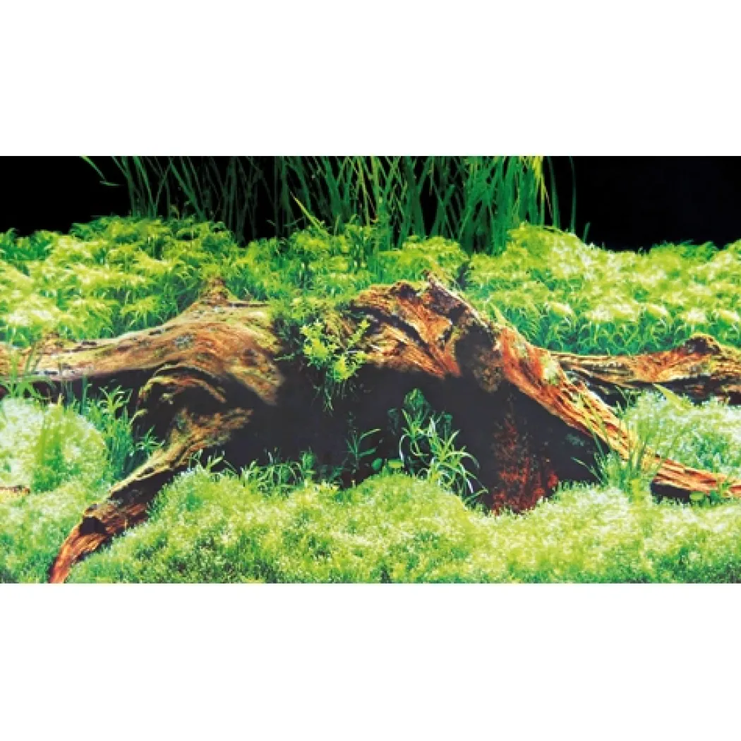 Baggrund til akvarium Beplantet og mos (50 cm høj) 120 cm