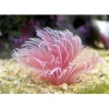 Bispira Guinensis Pink Børsteorm