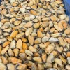 Blåmuslinger uden Skal - 1 kg (Frosne)