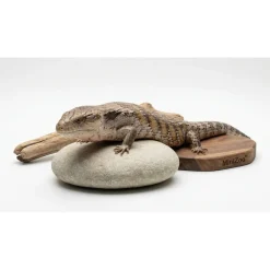 blåtunget skink (Tiliqua scincoides) voksen