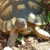 Bredrandet Landskildpadde (Testudo marginata)