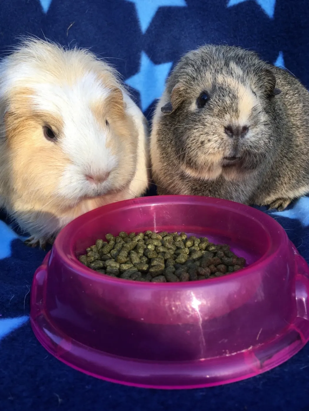 Burgess Excel Marsvin Solbær & Oregano 1,5 kg - Med C-vitamin