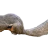 Callosciurus notatus plantain Egern