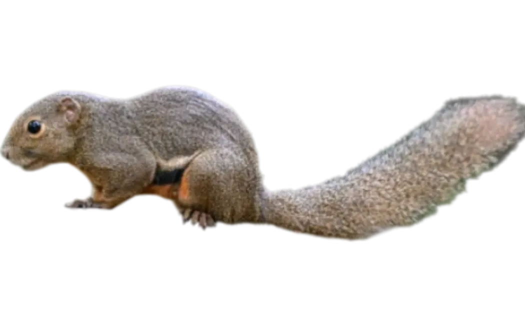 Callosciurus notatus plantain Egern