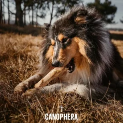 Canophera Kaffetræ M - naturligt tyggelegetøj til mellemstore hunde