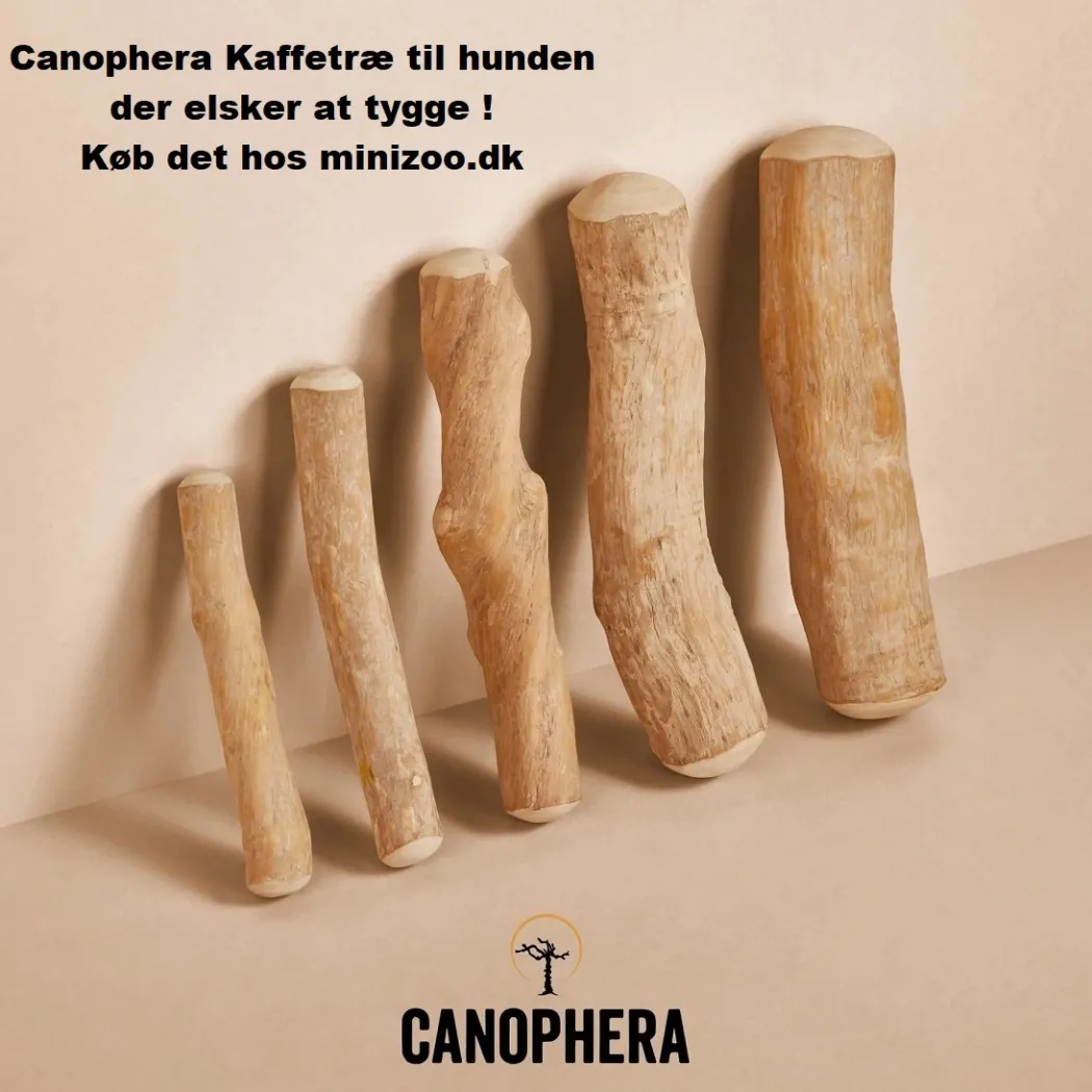 Canophera Kaffetræ S - naturligt tyggelegetøj til små og mellemstore hunde