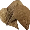 Catappa Leaves XL