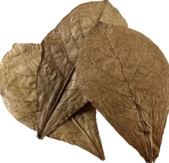 Catappa Leaves XL