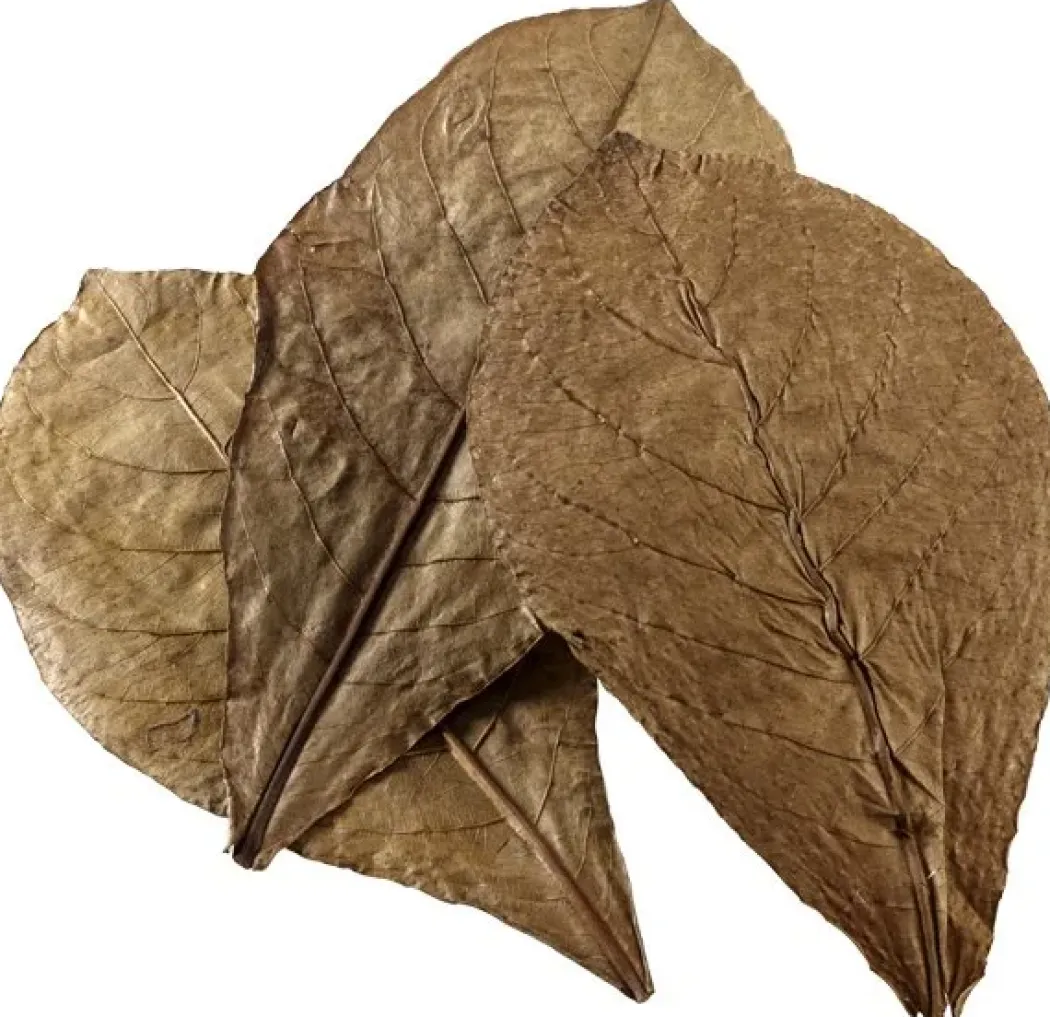 Catappa Leaves XL