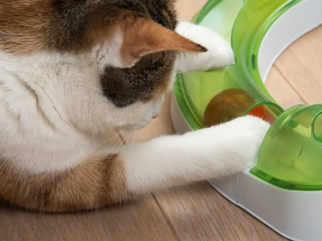 Catit Senses 2.0 Play Circuit