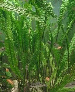 Cryptocoryne aponogetifolia (Hammerslået)