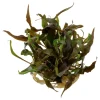 Cryptocoryne undulata Broad Leaf 1-2-GROW