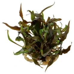 Cryptocoryne undulata Broad Leaf 1-2-GROW