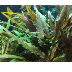 Cryptocoryne undulata Broad Leaf 1-2-GROW