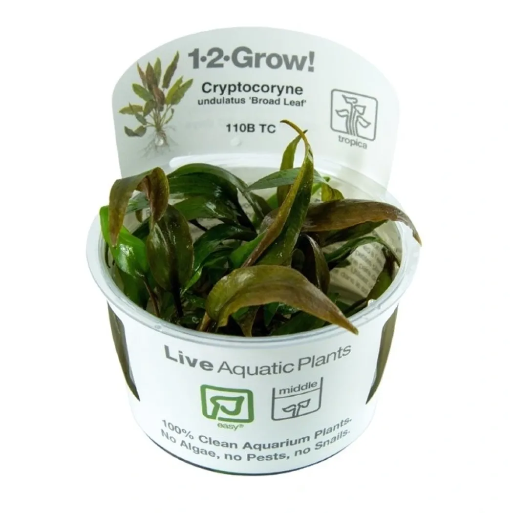 Cryptocoryne undulata Broad Leaf 1-2-GROW