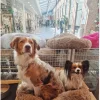 Cushion Krems fluffy rund hundeseng large mørkebrun