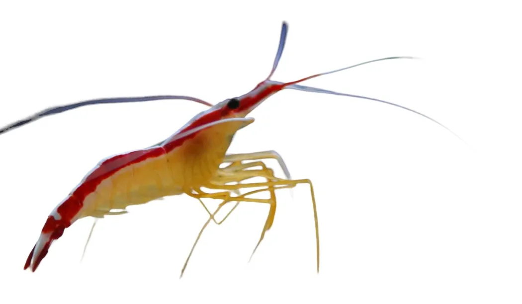 Dannebrogsreje 3-4 cm (Lysmata Amboinensis)
