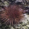 Echinometra Lucunter søpindsvin
