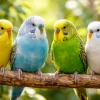 Engelsk Undulat unge (Melopsittacus undulatus)