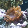 Entacmaea quadricolor Anemone Mix Farver