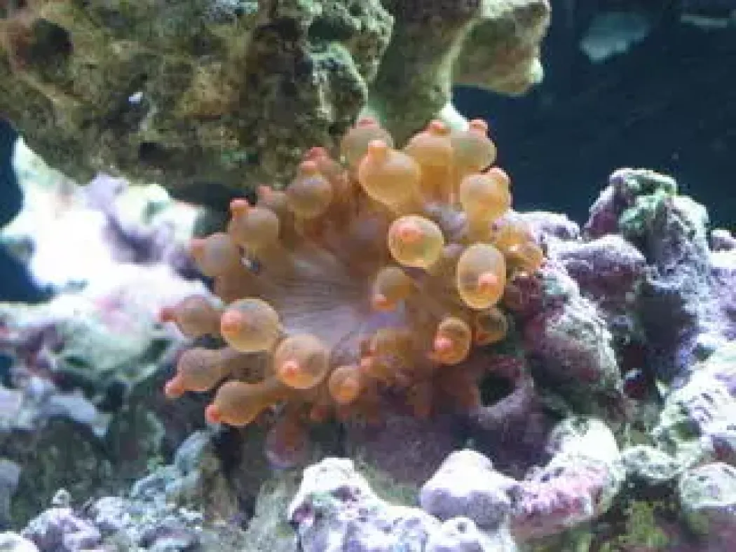 Entacmaea quadricolor Anemone Mix Farver