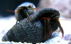 Eramitkrebs Clibanarius spp
