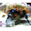 Eremitkrebs Calcinus Elegans