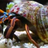 Eremitkrebs (Calcinus Laevimanus)