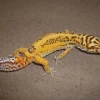 Eublepharis macularius Bell albino Leopardgekko