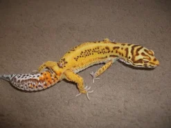 Eublepharis macularius Bell albino Leopardgekko