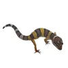 Eublepharis macularius Designer Leopardgekko - small/unger